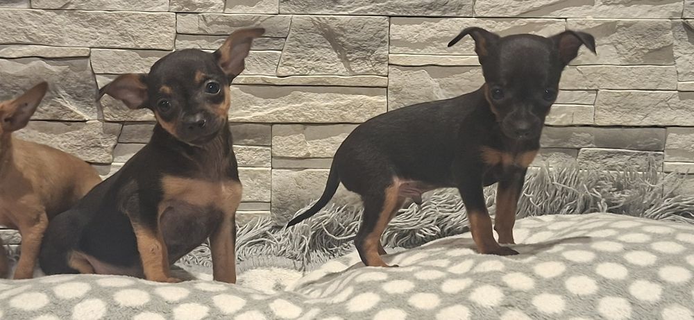 Pinczer miniaturowy z metryką