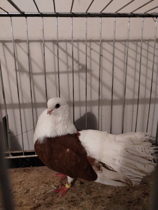 Sprzedam czyliki Rostowski