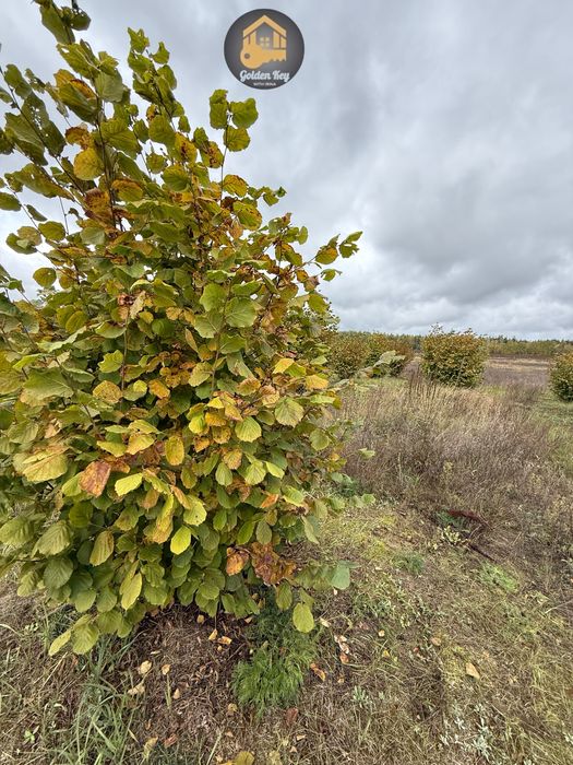 Продам 1.4га під садівництво, засаджено горіхами, бізнес, 40кмКиїв