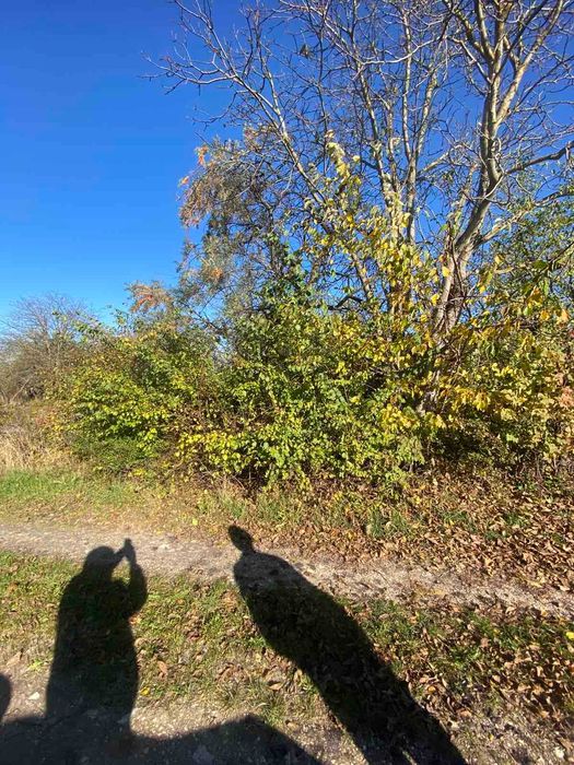 ділянка у селі Романівка в дачному кооперативі, Тернопіль за 15 км.