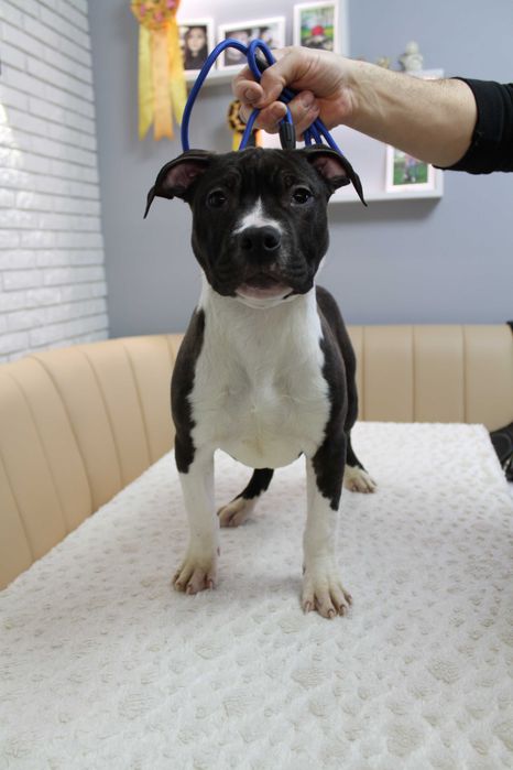 Перспективный мальчик Амстаффа