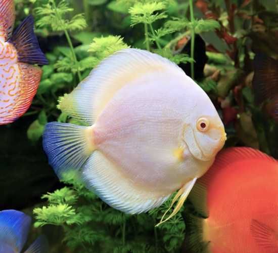 GB DYSKOWCE Paletka White | Rozmiar "L" - do 9cm - dowóz ryb!