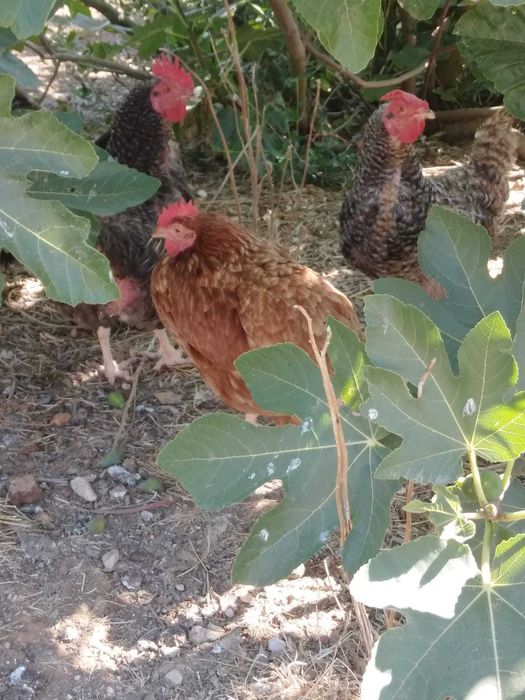 Galinhas para venda