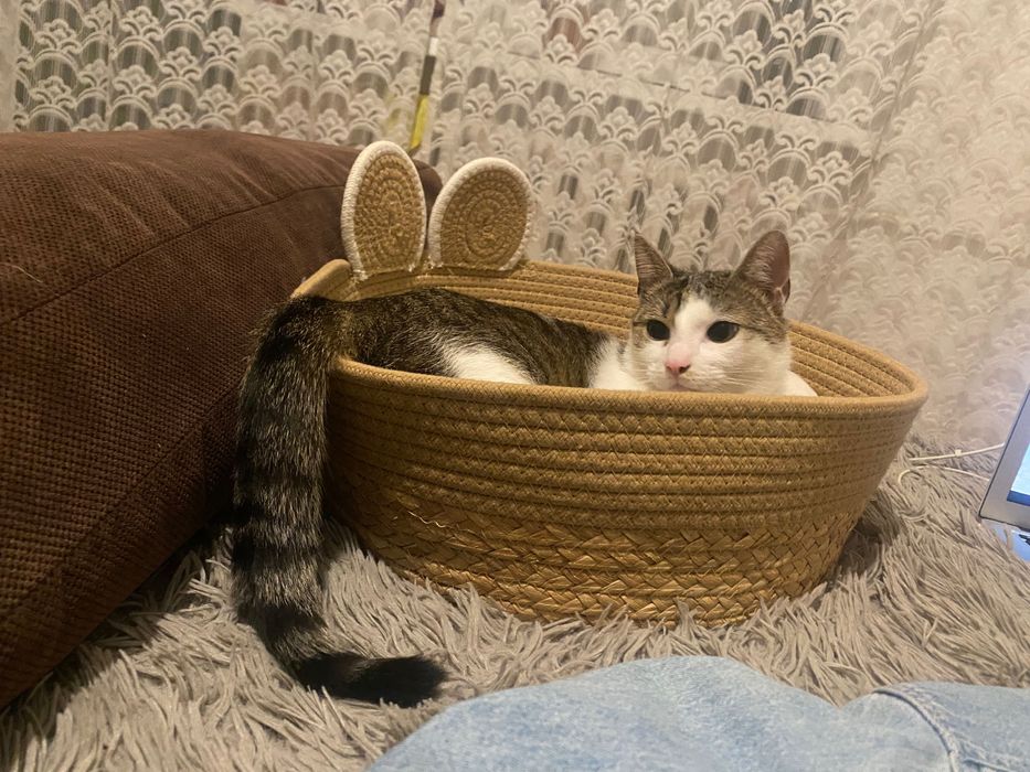 Poszukujemy dobrych właścicieli dla ślicznego kociaka.