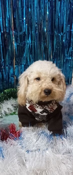 Мальтіпу - щенки