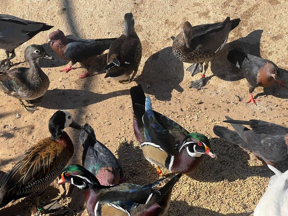 Patos ornamentais Carolinos e Mandarins