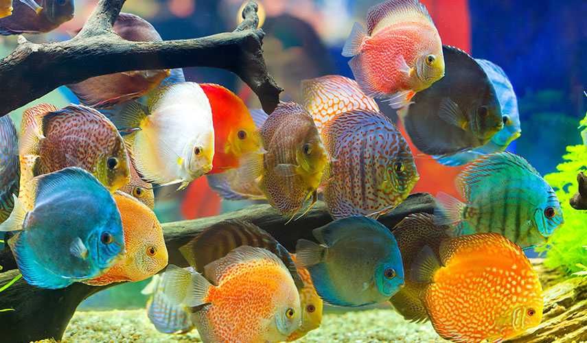 MISIEKZOO Dyskowce - Paletki różne odmiany / Wielkość 5 cm