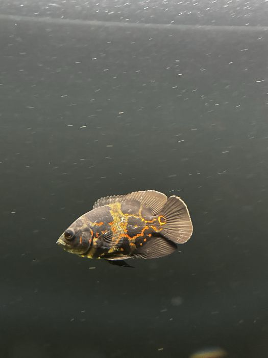 Oscares Ocellatus 10/11cm!