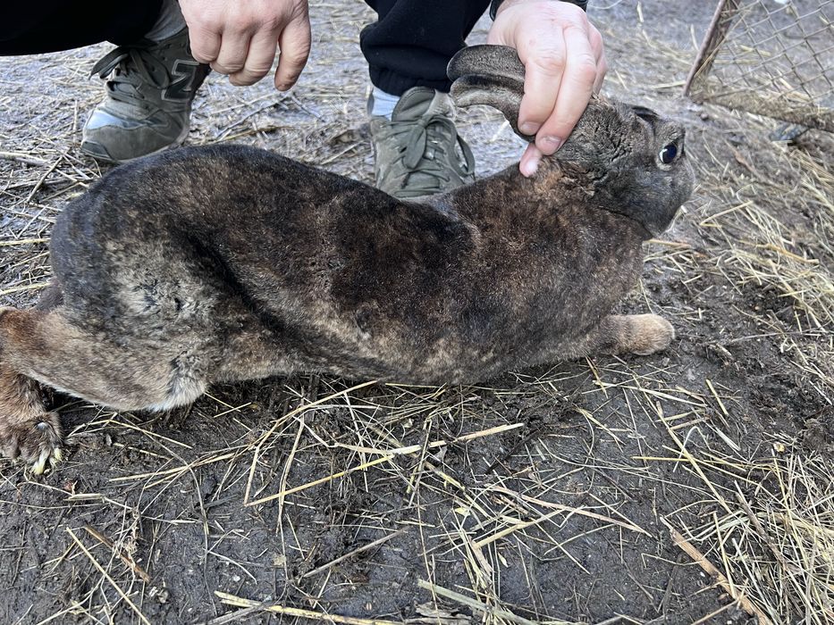 Króliki króle hodowlane samce