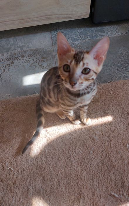 Kotka  Bengalska rodowód FPL