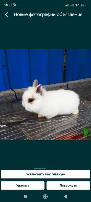 декоративні карликові кролики міні