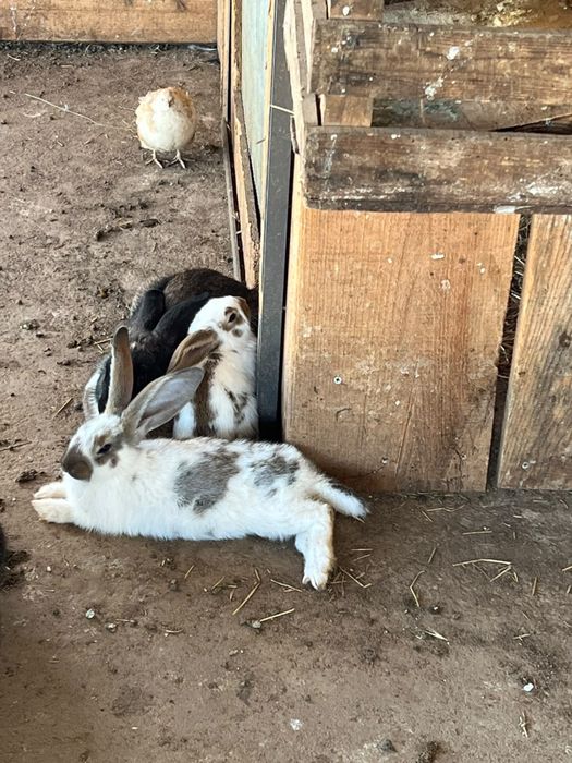Coelhos para venda