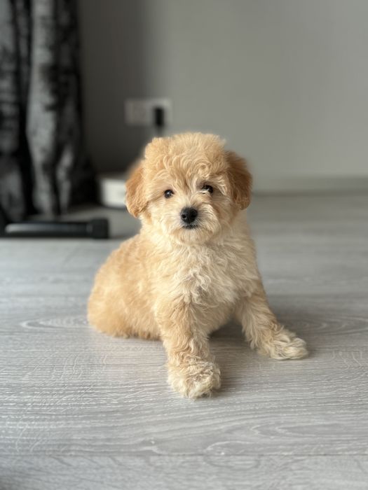 Мальтипу девочка ф2 тедди мишка