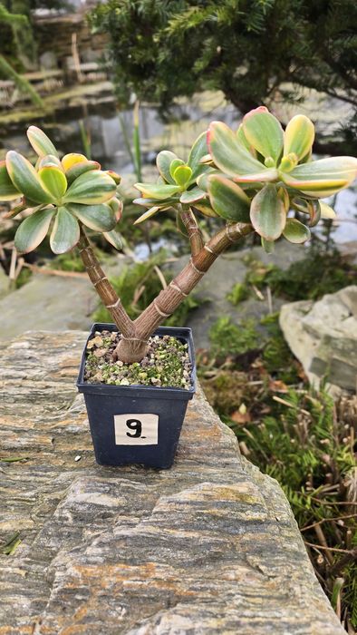 Grubosz Crassula Hummel's Ghost