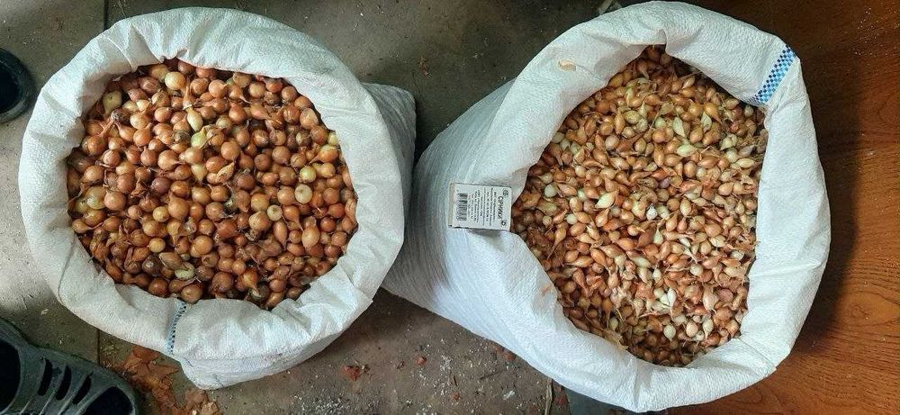 Цибуля саджанка, димка Чеботарська та Штутгартен Лук севок