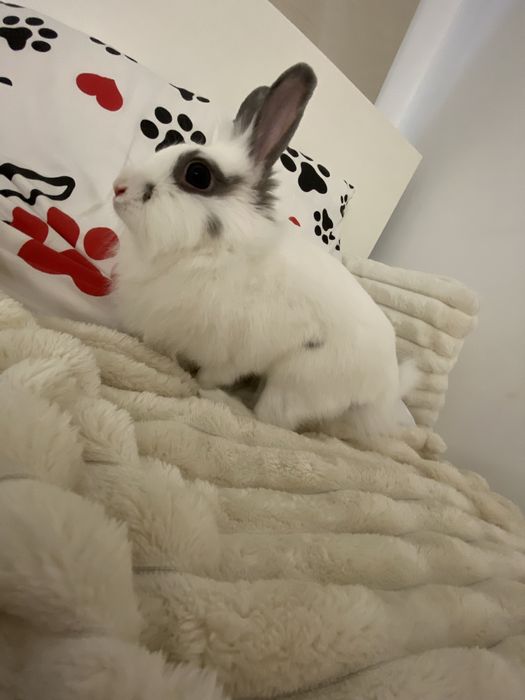 Sprzedam króliczka miniaturke