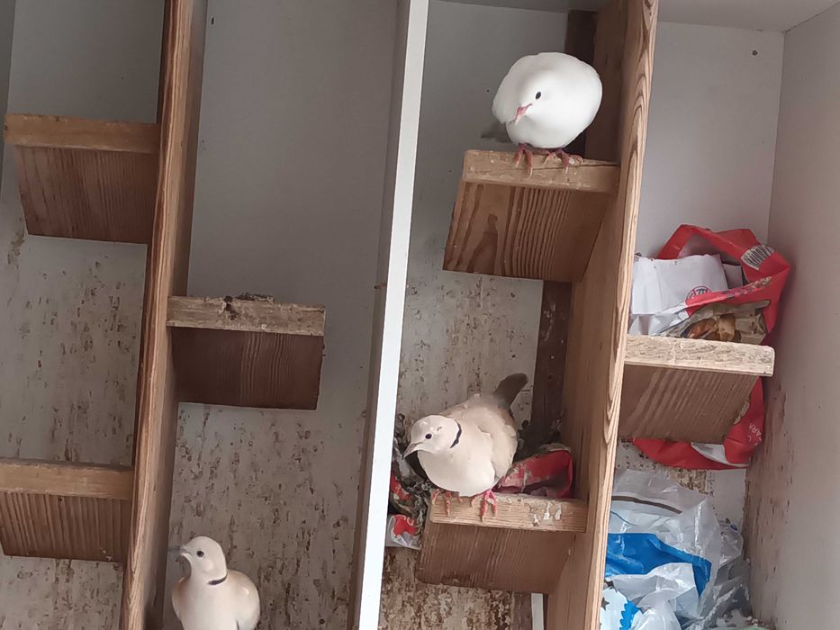 Rolas castanhas ,brancas e outras