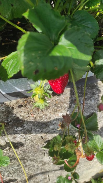 Morangueiros( Gigante, Branco, Silvestre, San Andreas, etc..)