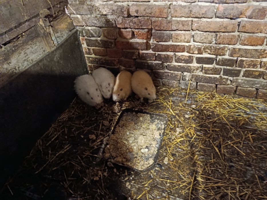 М'ясо нутрій дзвоніть