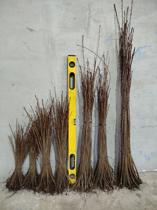 Продам підщепу всл-2