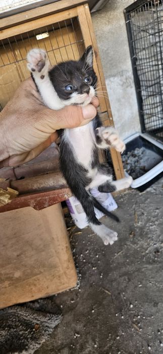 Gatinhos para dar