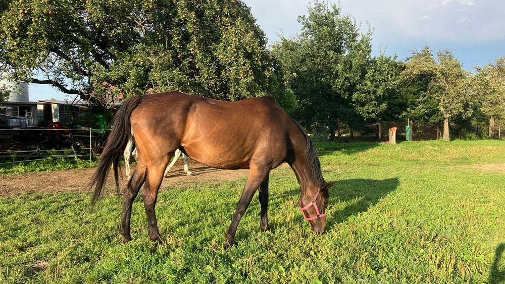 Klacz angielska 13 lat