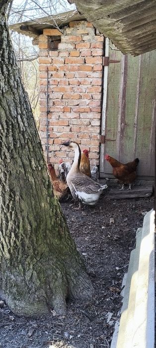 Гуси з домашньої господарки