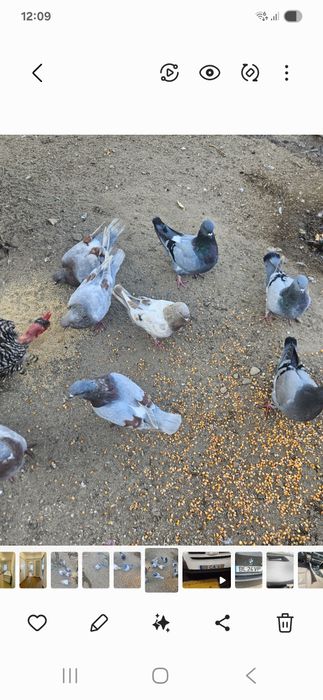 Pombos mundanos 20€ o casal