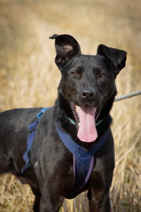 Ronnie - piękny, aktywny, proludzki pies ADOPCJA