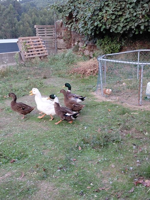 Trio patos rouen 2 femeas 1 macho