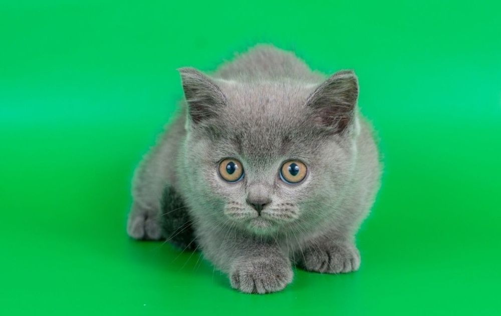 Бронь. Шотландские котята.