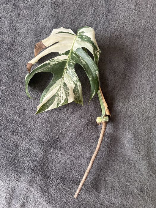 Monstera Variegata