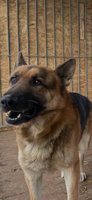 Owczarek Niemiecki znaleziony w Przyborowie -Gmina Wińsko .