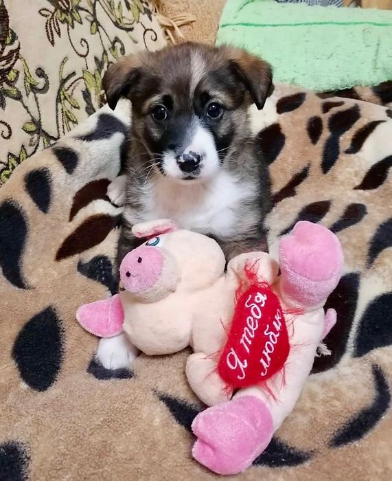 Щеня-хлопчик шукає дім і турботу