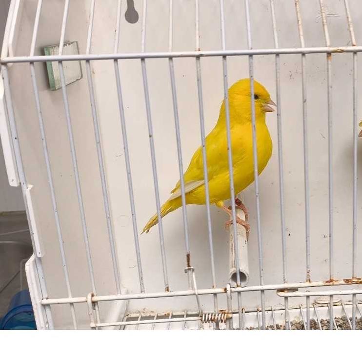 Vários canários poupa alemão