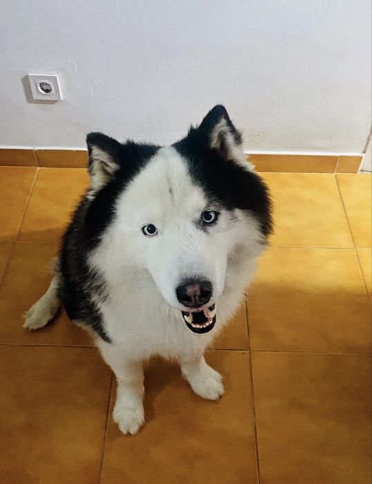 Cuidadora de Pets496882782883686402