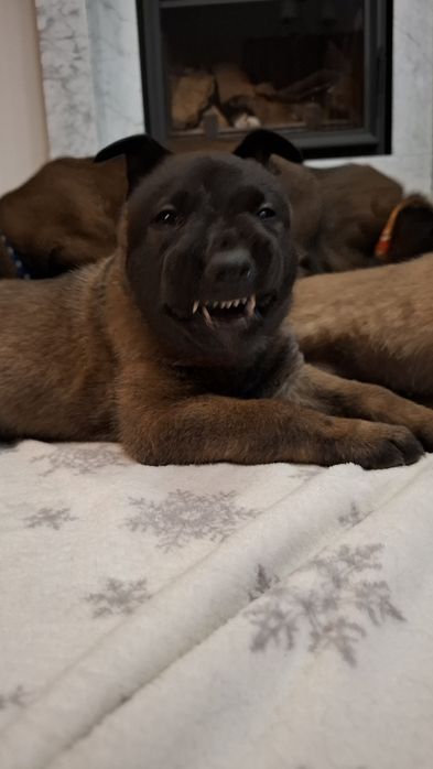 Owczarek belgijski

Z ogromną radością przedstaw