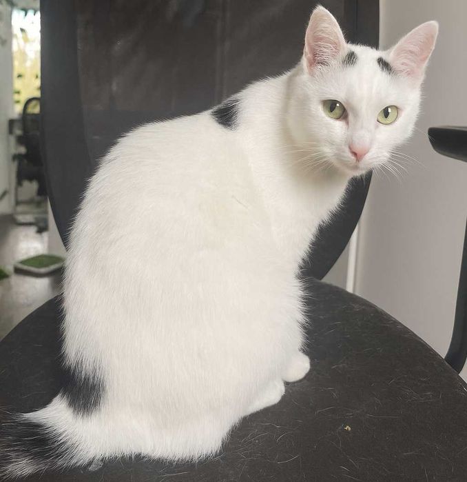 Poznań i okolice - kocurek Przecinek szuka domu