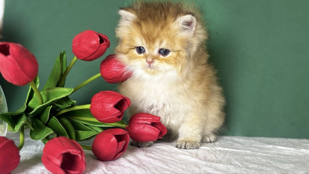 Котик золотої шиншили