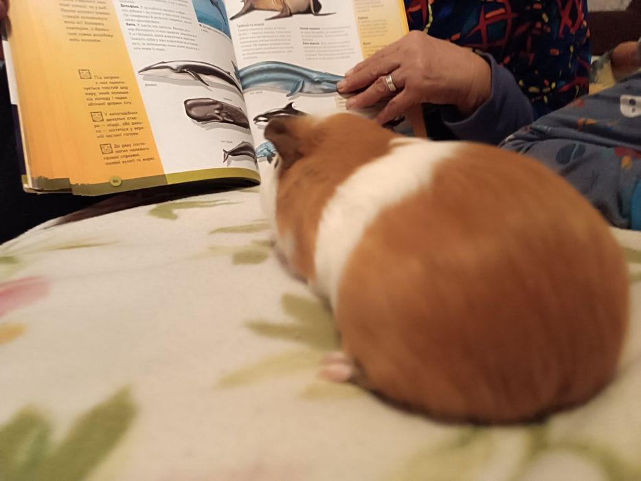 Подарую морських свинок Безкоштовно