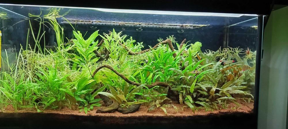 Akwarium 160 litrów z szafką