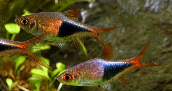 Razbora klinowa ( Trigonostigma heteromorph)