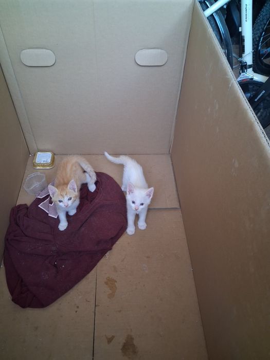 Dois gatinhos para adoção