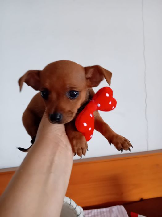 Pinscher Miniatura