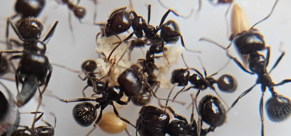 Formigueiro Didático MIRMEX – Kit Completo Pequeno Branco