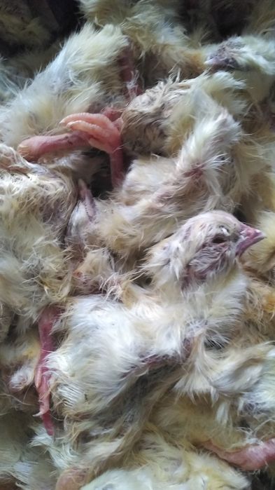 Корм для сов ворон соколов: суточные цыплята глубокая сухая заморозка