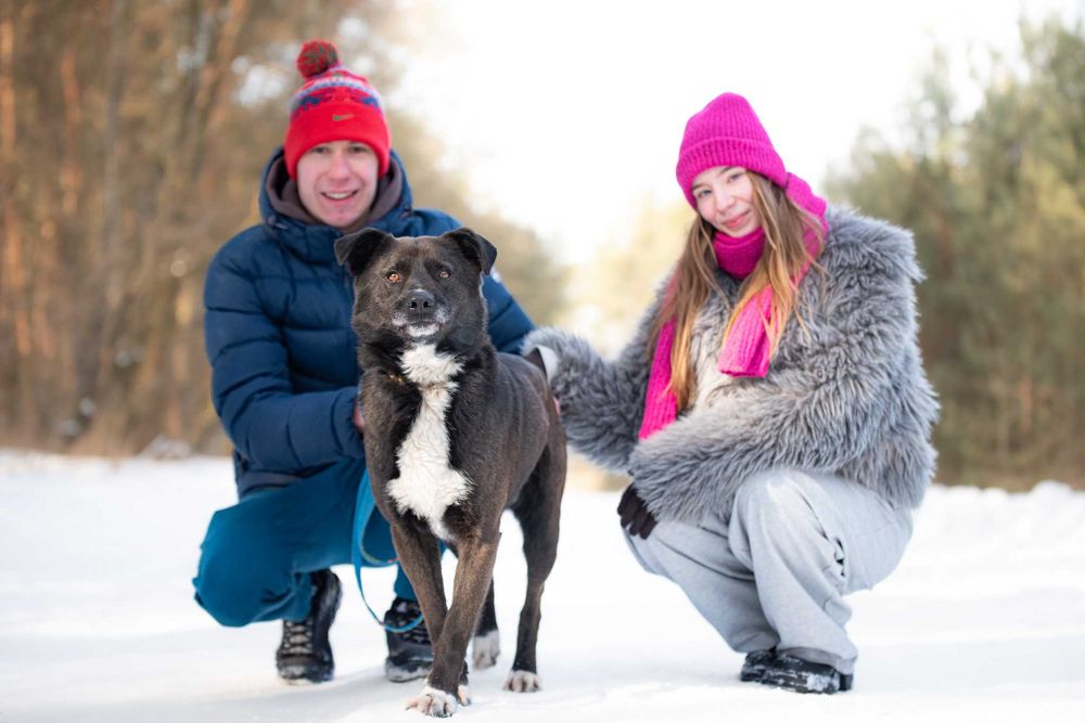 Piękny czarny pies Torparo szuka swojego domu na zawsze