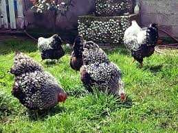 Інкубаційне яйце курей Лівенська ситцева.