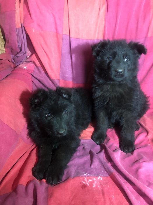 Owczarek staroniemiecki długowłosy czarny