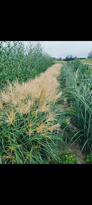 Trawa ozdobna Miskant Chiński